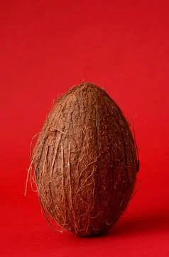 Single whole coconut Stock Photos