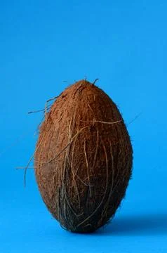 Single whole coconut Stock Photos
