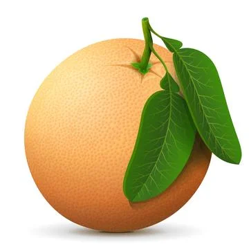 Single whole grapefruit fruit close up Stock Illustration