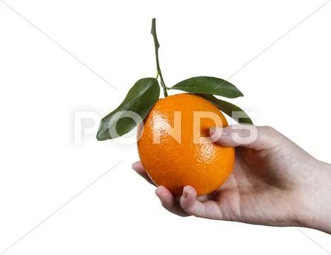 Single whole orange in hand Stock Photos
