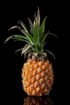 Single whole pineapple with reflection standing isolated on black Stock Photos