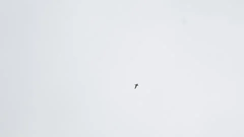 Single wild bird flying in the overcast sky over Iceland 4K nature footage Stock Footage 339926268