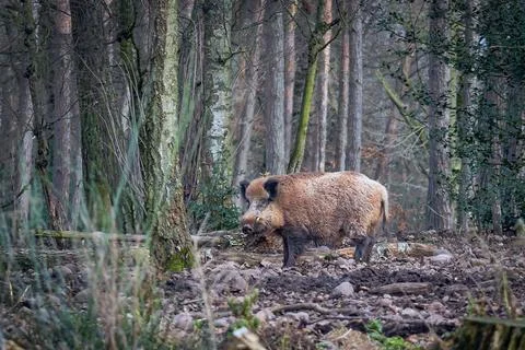 Single wild boar in a forest clearing Stock Photos