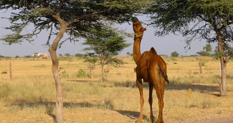Single wild camel feeding from the tree branch in Rajasthan, Thar desert Indi Stock Footage 325692824