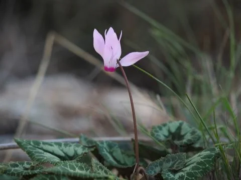 Single Wild Cyclamen Stock Photos