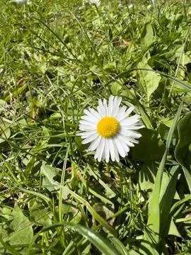 Single Wild Daisy Macro Shot Among Fresh Green Grass in Sunny Park Stock Photos