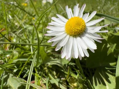 Single Wild Daisy Macro Shot Among Fresh Green Grass in Sunny Park Stock Photos