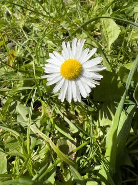 Single Wild Daisy Macro Shot Among Fresh Green Grass in Sunny Park Stock Photos