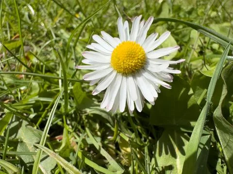Single Wild Daisy Macro Shot Among Fresh Green Grass in Sunny Park 写真素材