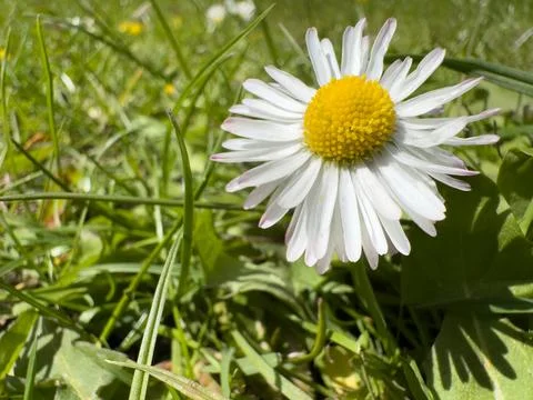Single Wild Daisy Macro Shot Among Fresh Green Grass in Sunny Park Stock Photos