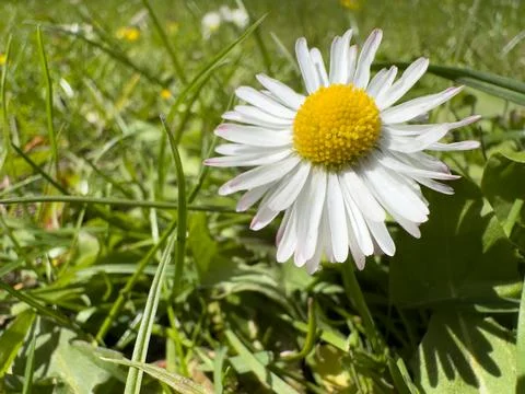Single Wild Daisy Macro Shot Among Fresh Green Grass in Sunny Park Stock Photos