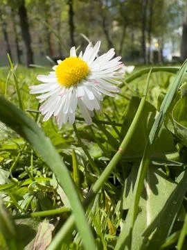 Single Wild Daisy Macro Shot Among Fresh Green Grass in Sunny Park Stock Photos