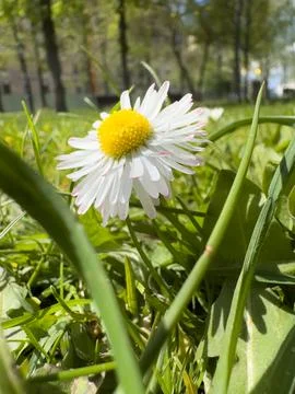 Single Wild Daisy Macro Shot Among Fresh Green Grass in Sunny Park Stock Photos