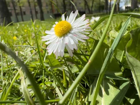 Single Wild Daisy Macro Shot Among Fresh Green Grass in Sunny Park 스톡 사진
