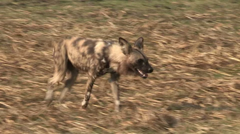 Single wild dog on the move Stock Footage 46374763