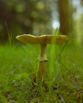Single Wild Forest Mushroom with Delicate Gills in Soft Woodland Light Photos
