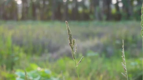 Single Wild Grass Spikelet Vídeo Stock 329376250