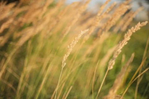 Single wild grass stem glowing against soft green summer background Фото