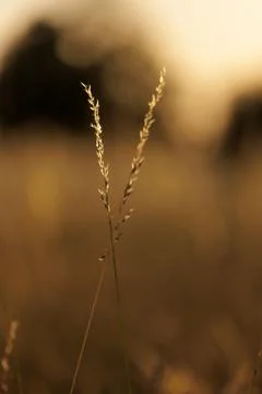 Single Wild Grass Stem Glowing in Golden Sunset Light and Soft Bokeh Stock-Fotos