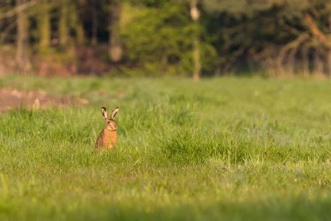 Single wild hare with big ears sits on meadow Stock Photos