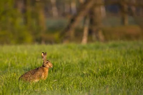 Single wild hare with big ears sits on green meadow Stock Photos