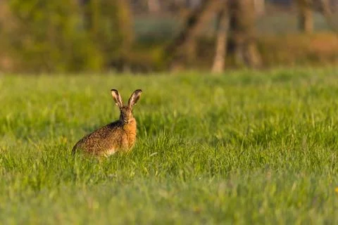Single wild hare with big ears sits on meadow and eats grass Stock Photos