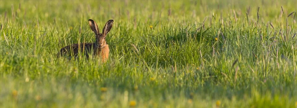 Single wild hare hidden in spring green grass Stock Photos
