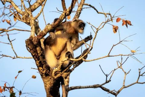 Single wild langur monkey in tree Stock Photos