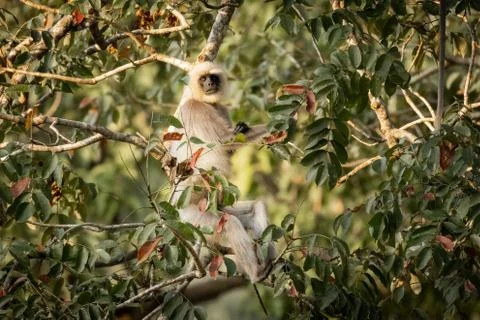 Single wild langur monkey in tree Stock Photos