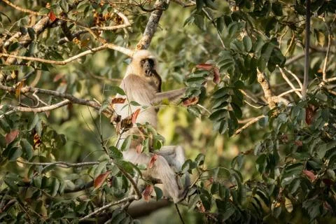 Single wild langur monkey in tree Stock Photos