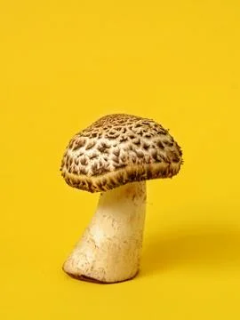 Single wild mushroom Stock Photos