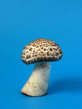 Single wild mushroom Stock Photos