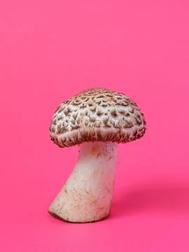 Single wild mushroom Stock Photos