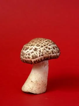 Single wild mushroom Stock Photos