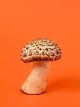 Single wild mushroom Stock Photos