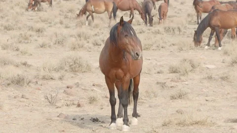 Single Wild Mustang Standing in Front of Grazing Herd - Shallow DOF Stock Footage 139027501