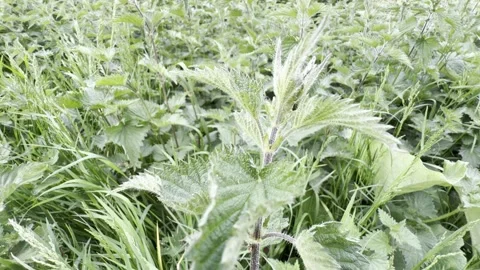 Single wild nettle plant stem close up Vídeos de archivo 335540901
