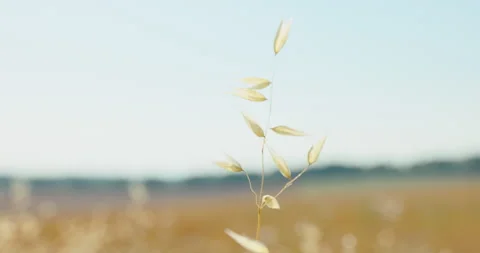 Single wild oat plant swaying over a harvested stubble field, 8K Stock Footage 339236292