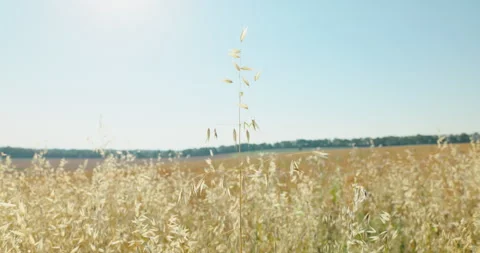 Single wild oat stalk backlit by sun above a distant green tree line, 8K Stock Footage 339237433