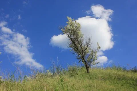Single wild olive tree on the hill on blue sky with white clouds background Stock Photos