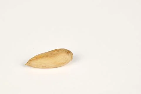 Single Wild Papershell Almond on white Stock Photos