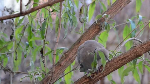 Single wild pigeon in a garden tree close up Stock Footage 71204374