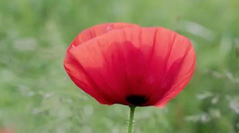Single wild poppy close up Stock Footage 11161382