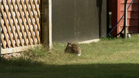 Single wild rabbit eating - then gets startled and runs away Stock-Footage 47819956