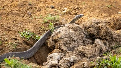 Single wild rat snake crawling along bare earth Stock Photos