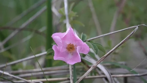 Single wild rose blowing gently in the wind. Video stock 123446310
