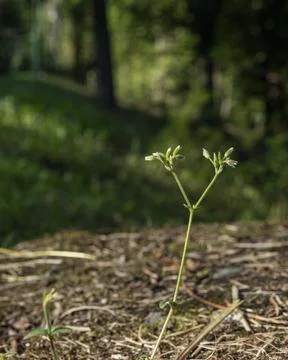 Single Wildflower Stem Growing on Forest Floor in Natural Light 库存照片