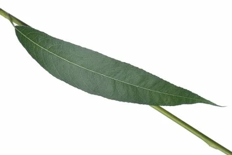 Single willow leaf Stock Photos