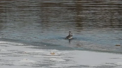 A single Wilson’s Snipe is bathing and preening its self  Stock Footage 141748520