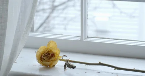 Single Wilted Yellow Rose On A Quaint White Window Sill 動画素材 127796344